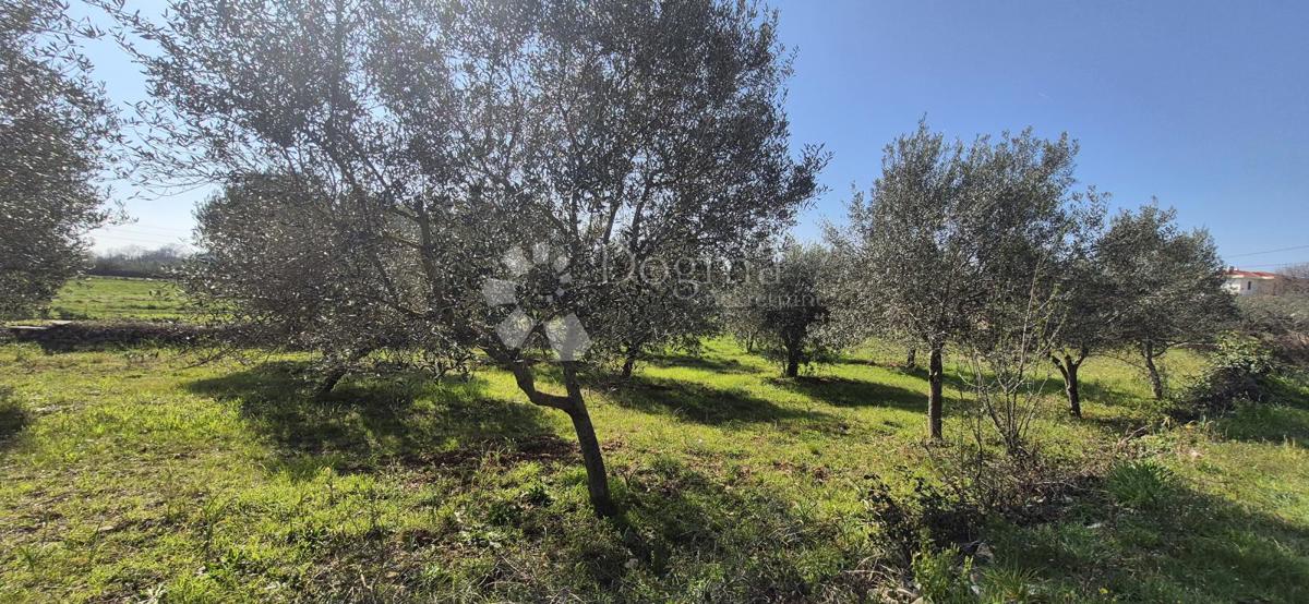 Terreno edificabile Peruški, Marčana, 492m2