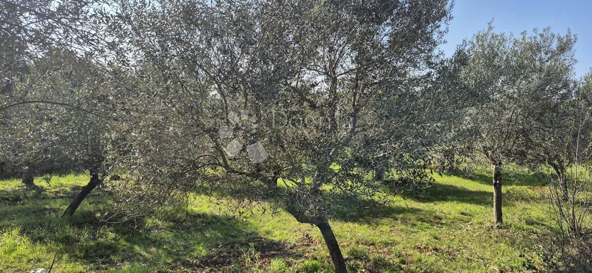 Terreno edificabile Peruški, Marčana, 492m2