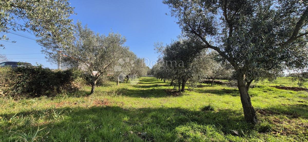 Terreno edificabile Peruški, Marčana, 492m2