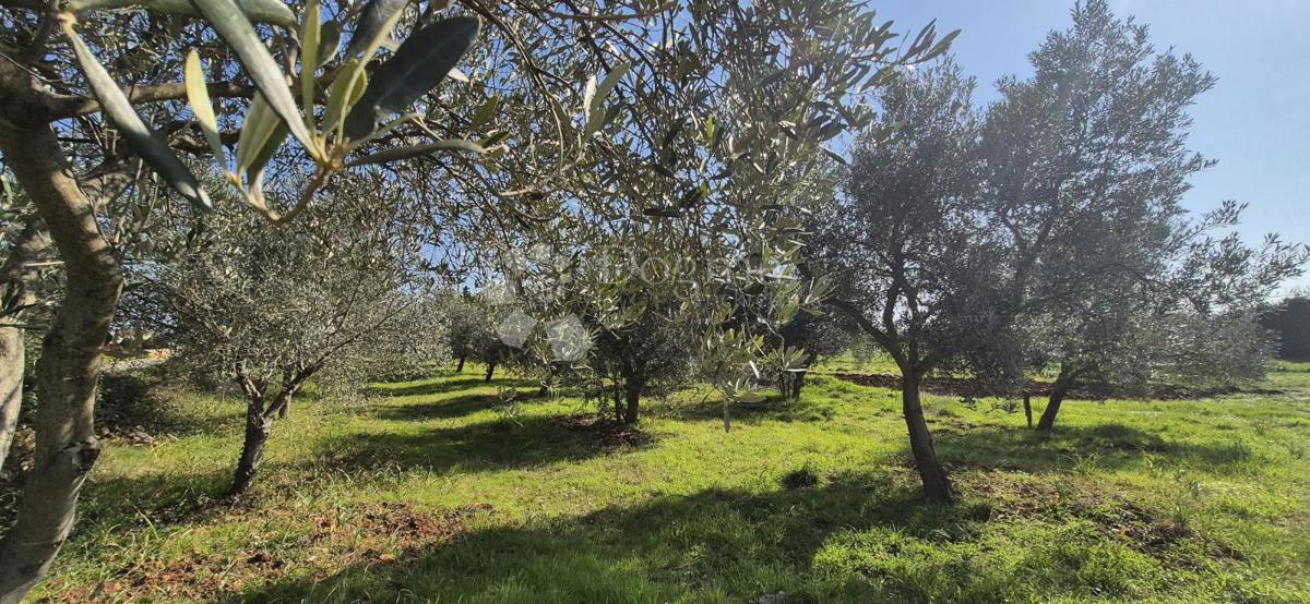 Terreno edificabile Peruški, Marčana, 492m2