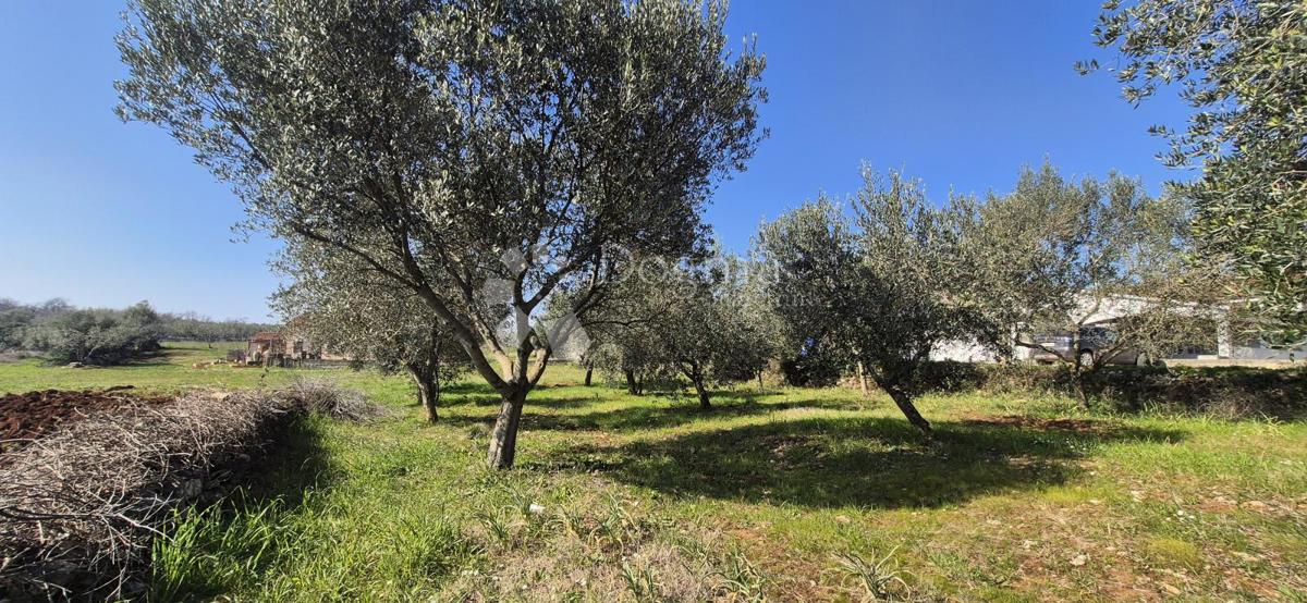 Terreno edificabile Peruški, Marčana, 492m2