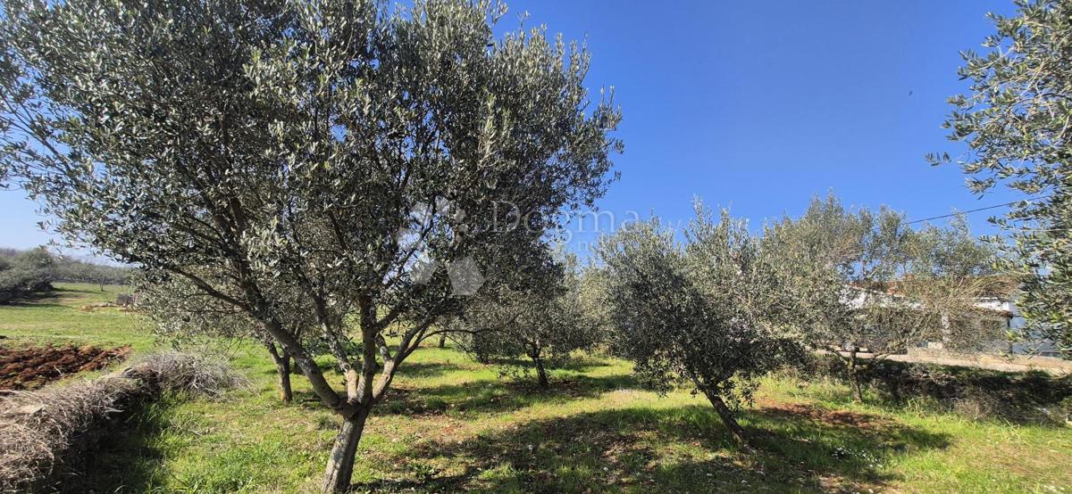 Terreno edificabile Peruški, Marčana, 492m2