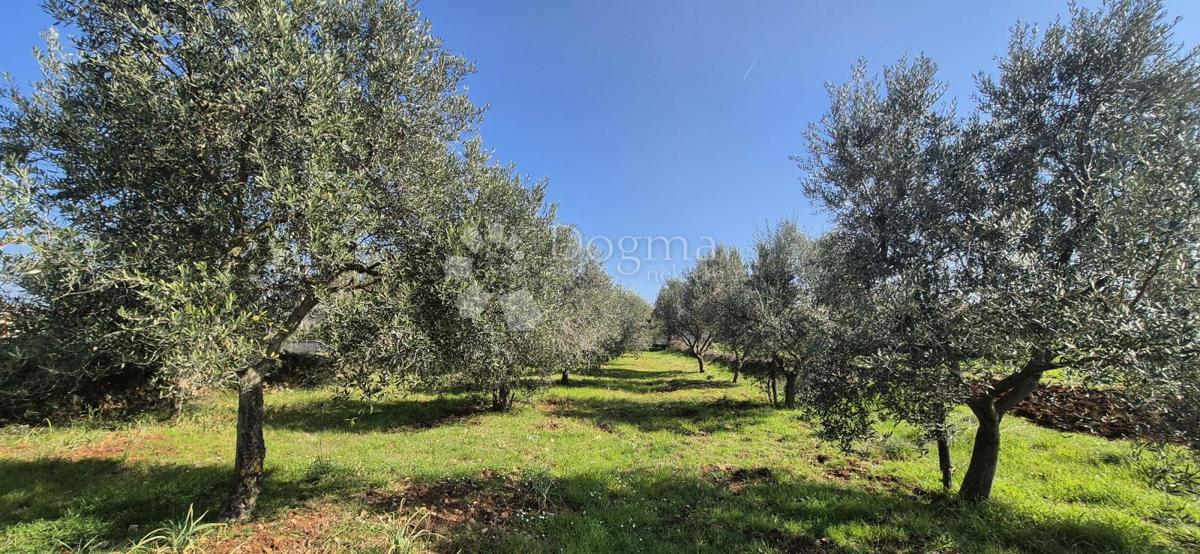 Terreno edificabile Peruški, Marčana, 492m2