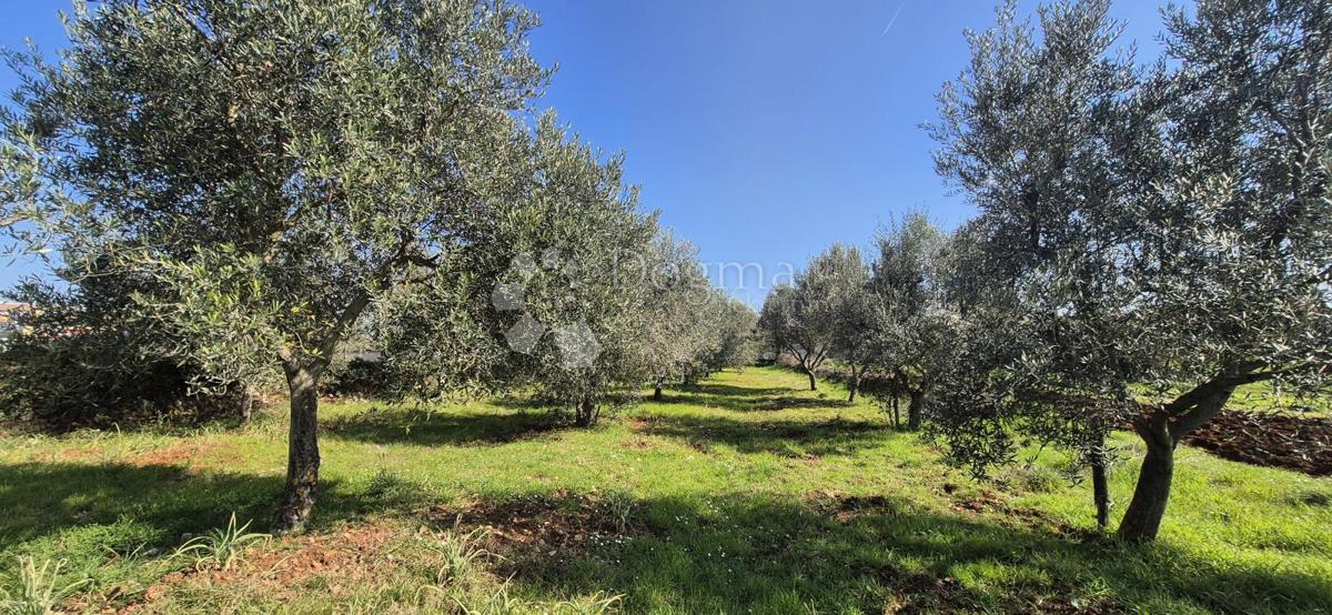 Terreno edificabile Peruški, Marčana, 492m2