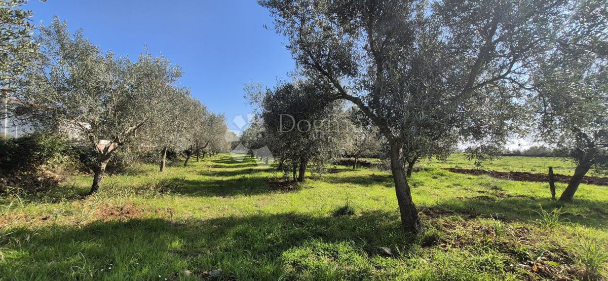 Terreno edificabile Peruški, Marčana, 492m2