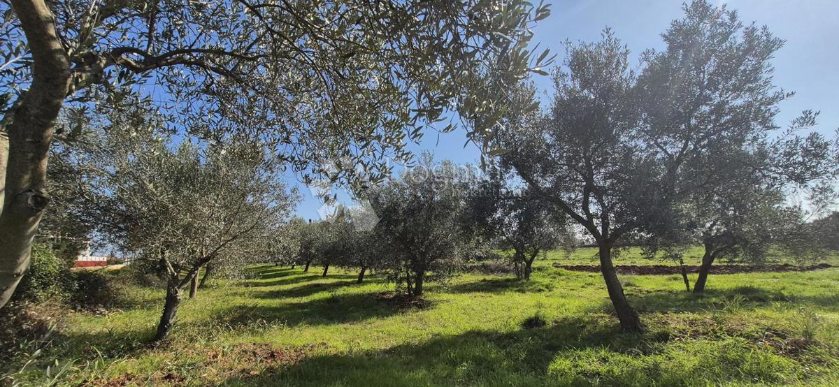 Terreno edificabile Peruški, Marčana, 492m2