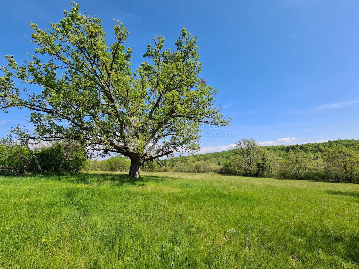 Terreno Momjan, Buje, 3.626m2