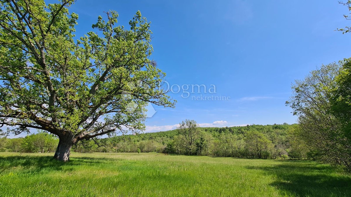 Terreno Momjan, Buje, 3.626m2