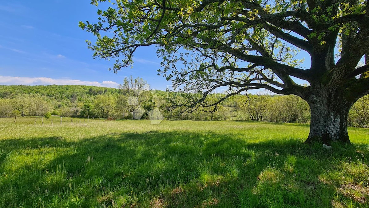 Terreno Momjan, Buje, 3.626m2