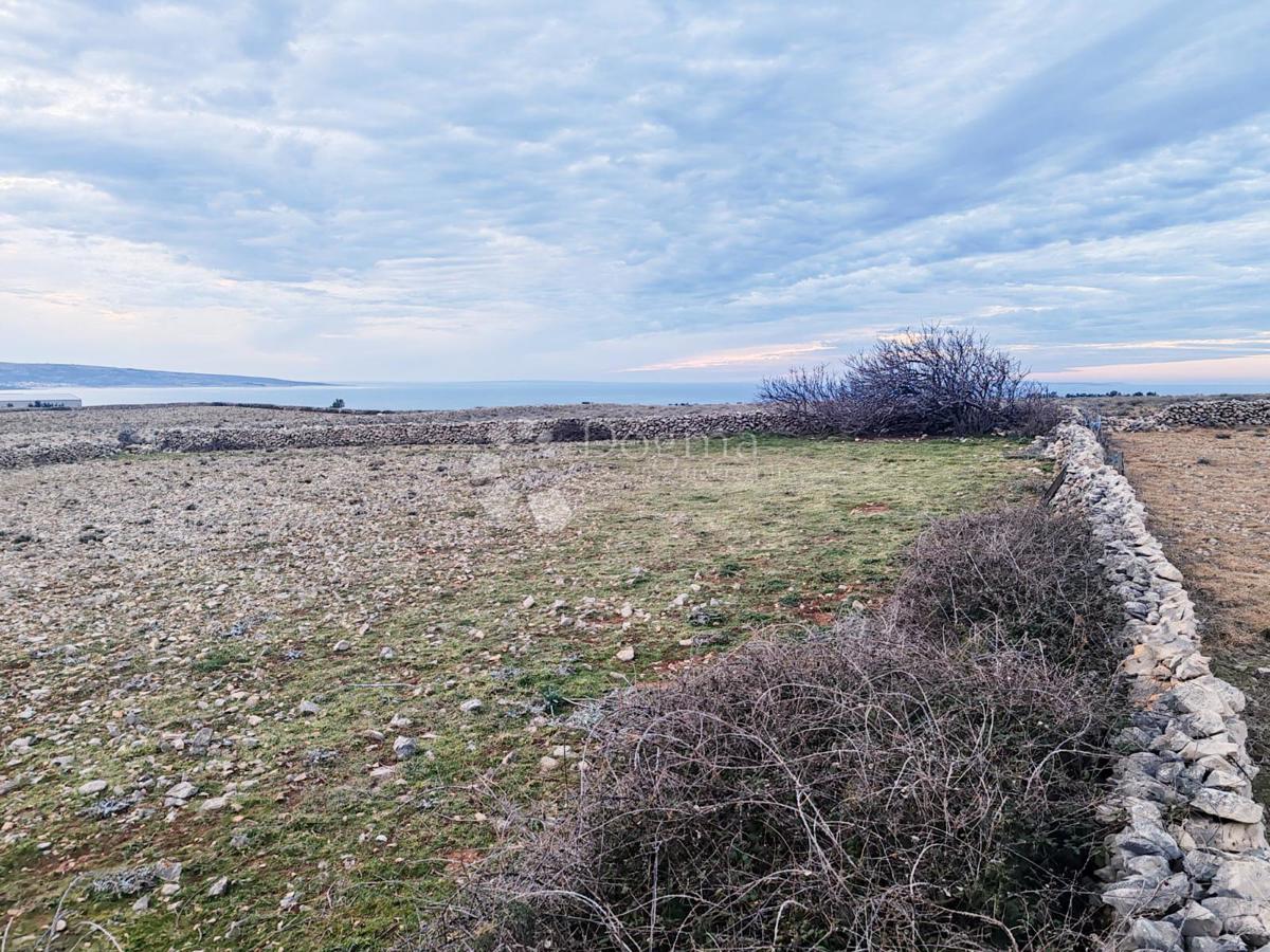 Terreno agricolo Povljana, 11.532m2