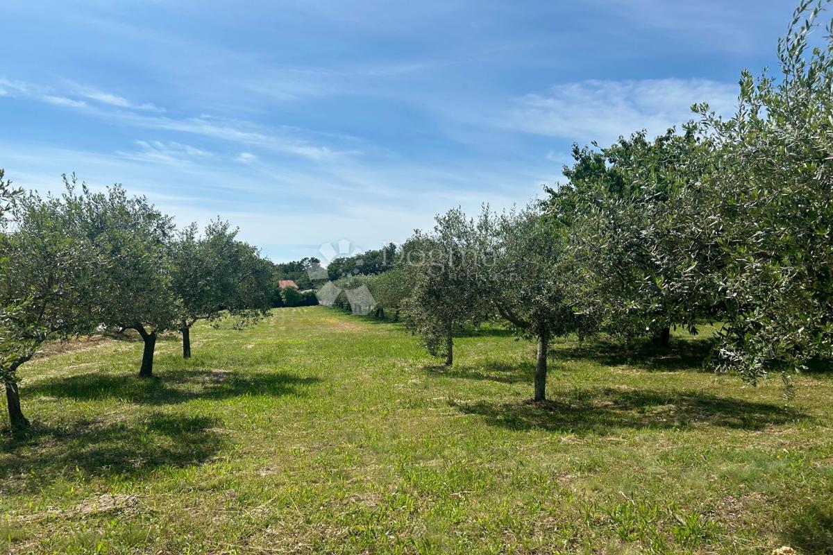 Terreno edificabile Sveti Lovreč, 980m2