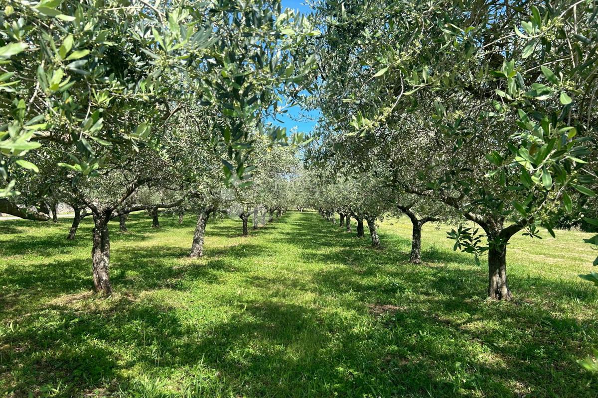 Terreno edificabile Sveti Lovreč, 980m2