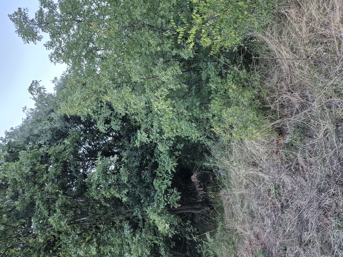 3 proprietà all'ingresso di Šegotiće, a 3500 m dal mare