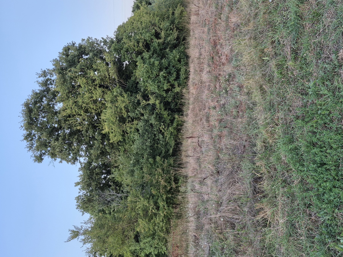 3 proprietà all'ingresso di Šegotiće, a 3500 m dal mare