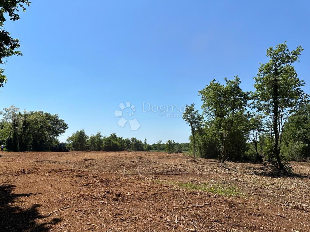 Istria – Muntić | Terreno agricolo 10.096 m2 con possibilità di edificazione