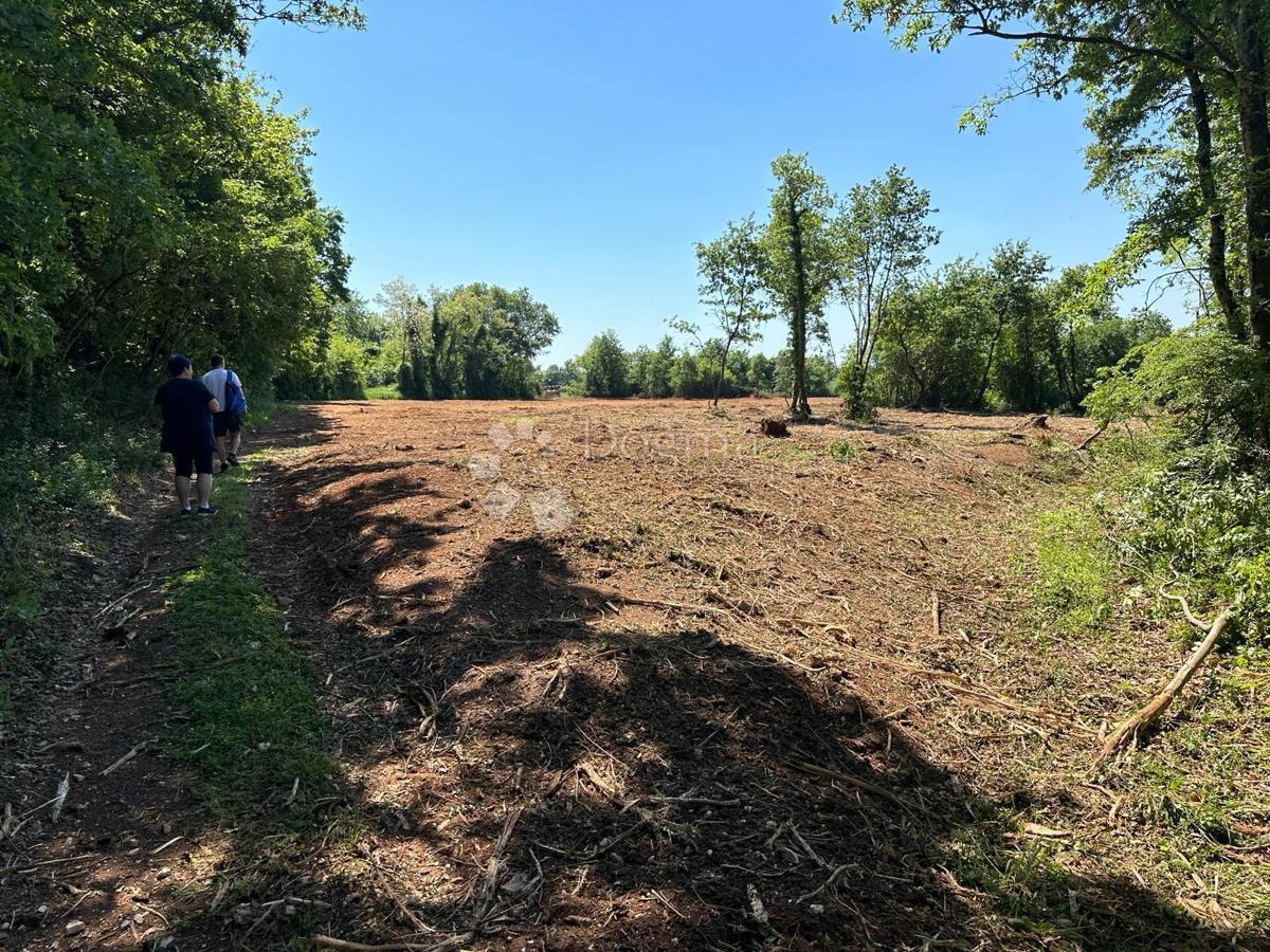Istria – Muntić | Terreno agricolo 10.096 m2 con possibilità di edificazione