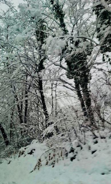 Terreno agricolo Popovo Selo, Ogulin, 7.513m2