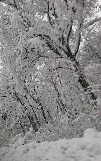 Terreno agricolo Popovo Selo, Ogulin, 7.513m2