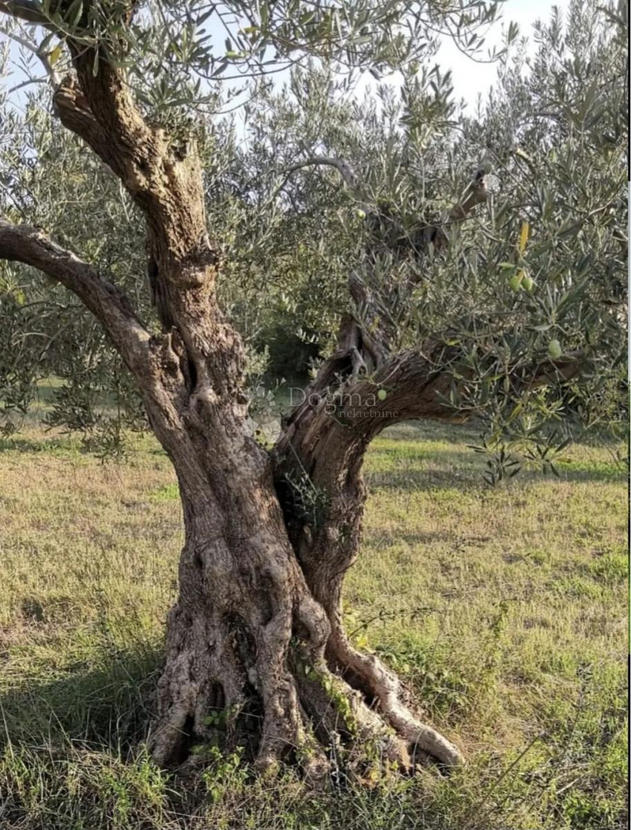 Terreno agricolo Rovinjsko Selo, Rovinj, 7.511m2