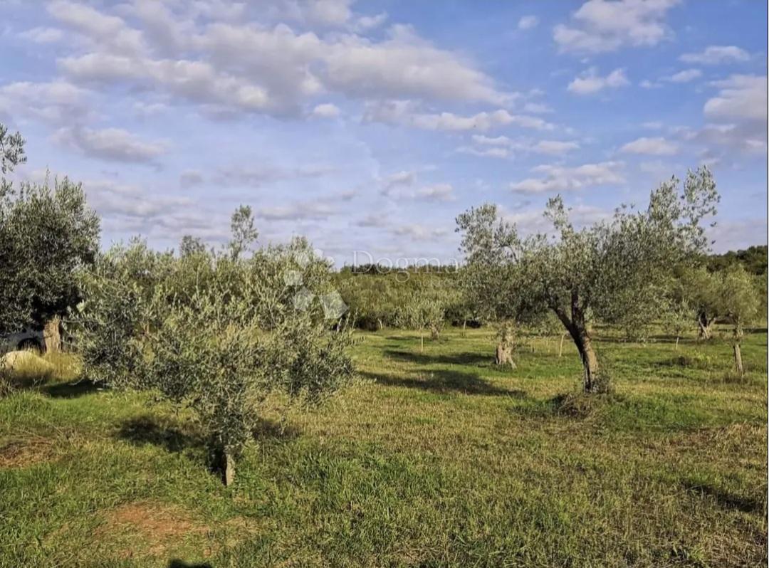 Terreno agricolo Rovinjsko Selo, Rovinj, 7.511m2