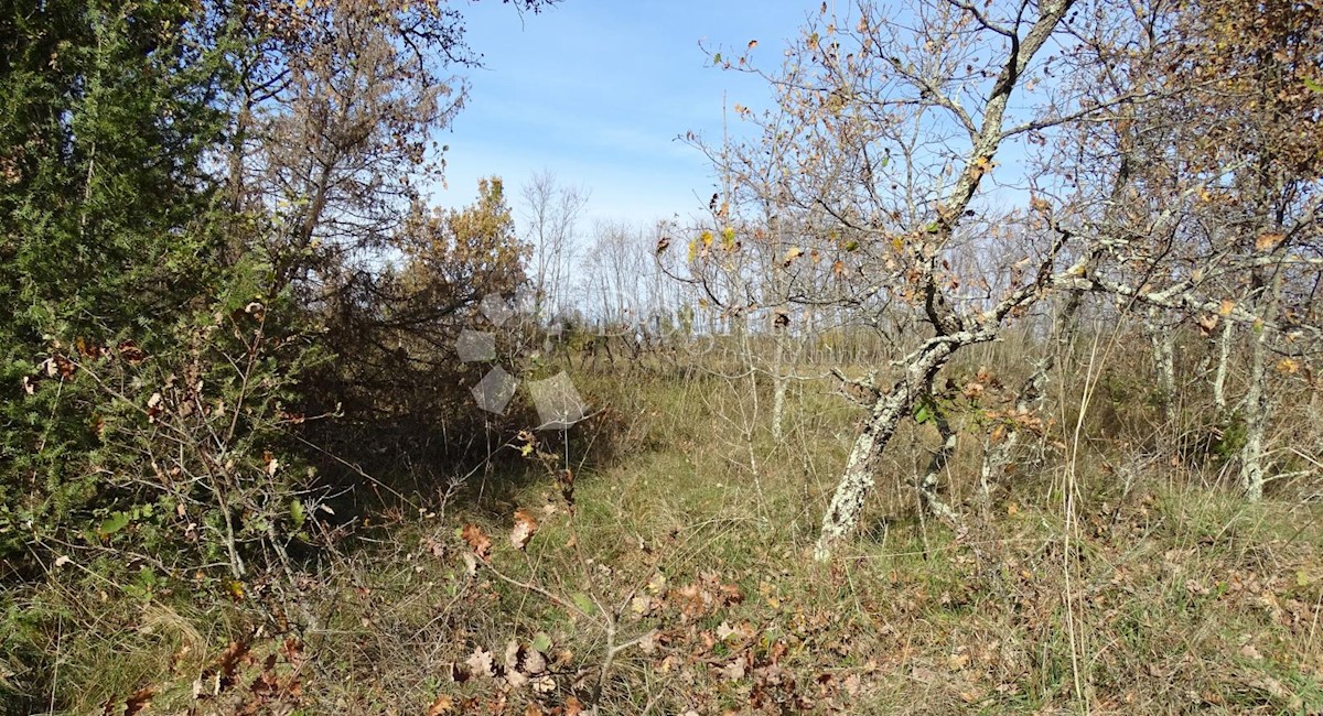 Terreno Završje, Grožnjan, 3.500m2