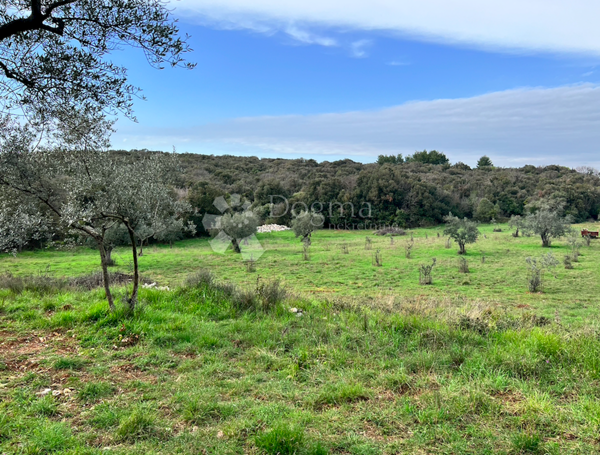 Terreno Štinjan, Pula, 11.900m2