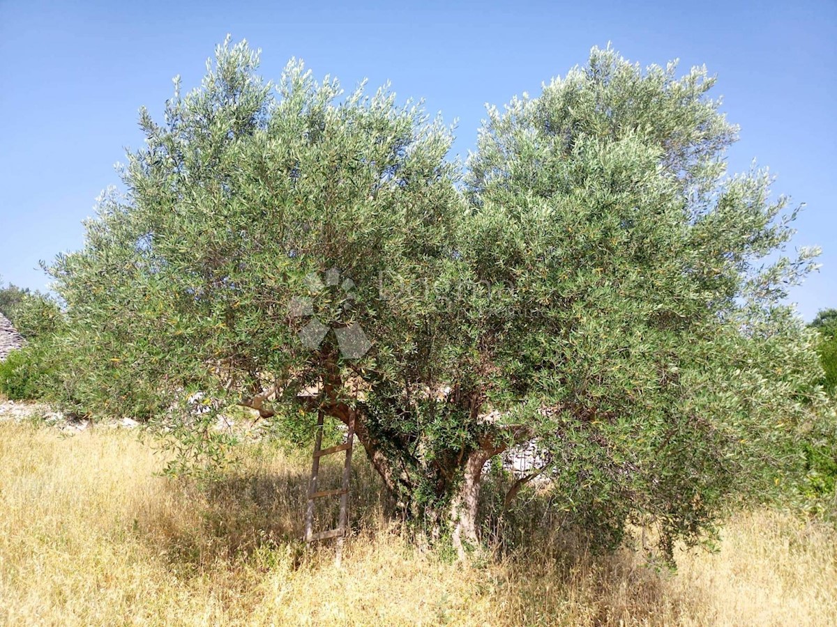 Terreno Gajana, Vodnjan, 3.818m2