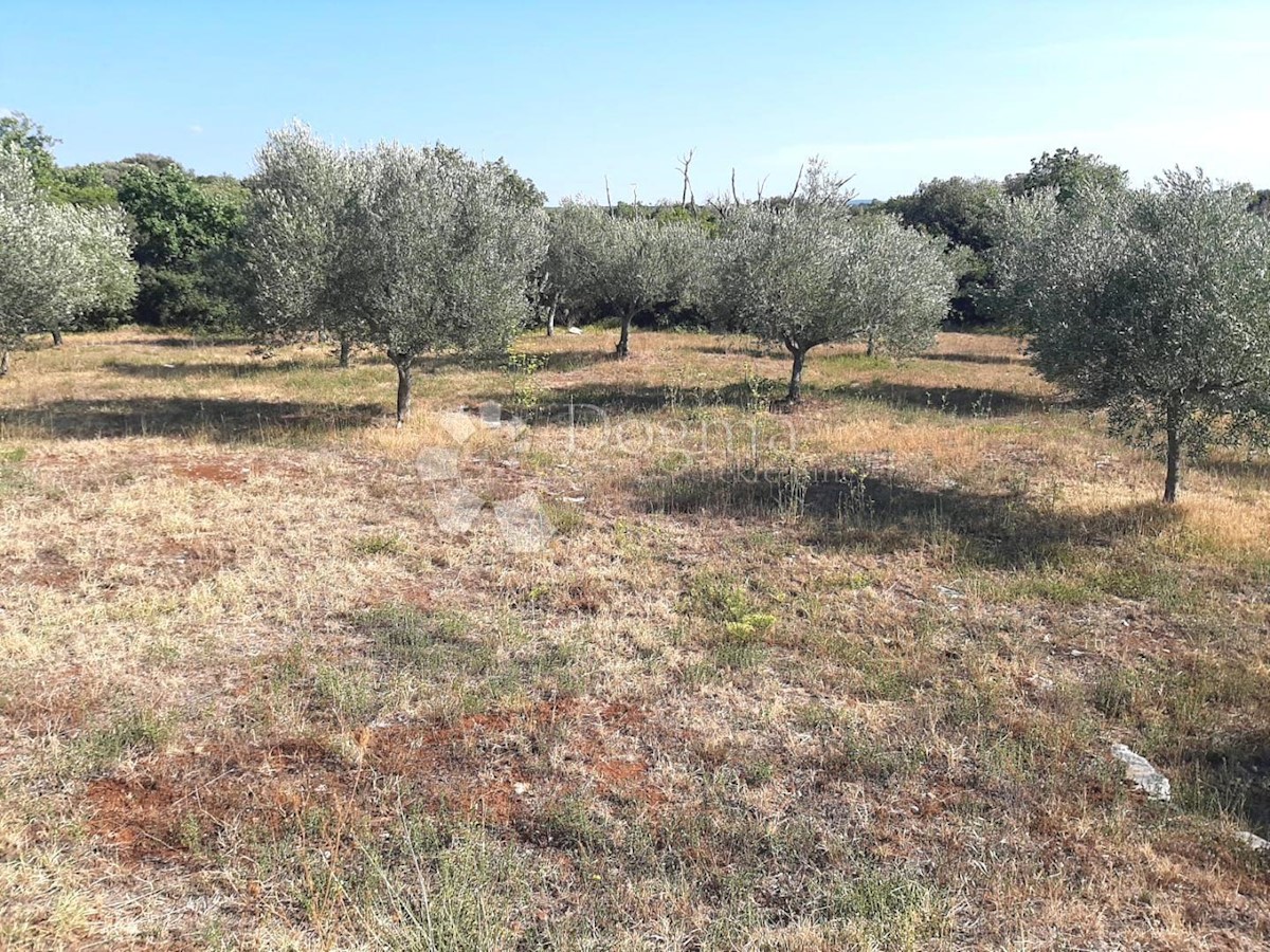 Esclusivo! Terreno agricolo con vista mare