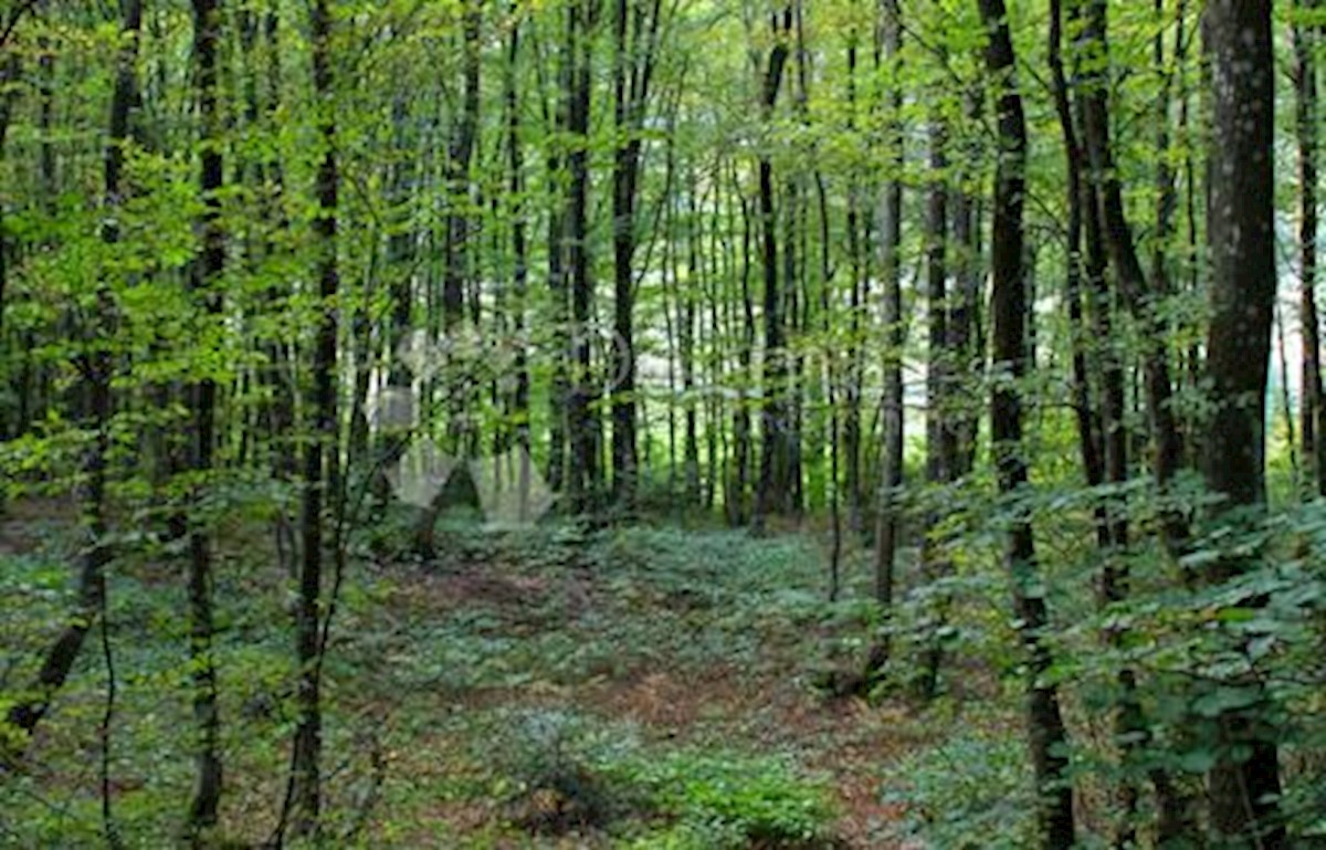 Terreno Žbandaj, Poreč, 6.904m2