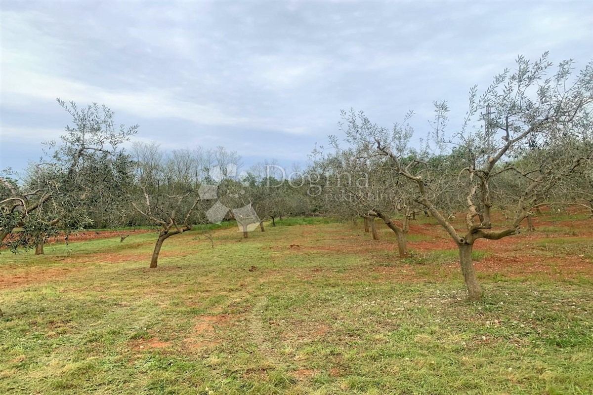 Terreno Vižinada, 5.832m2