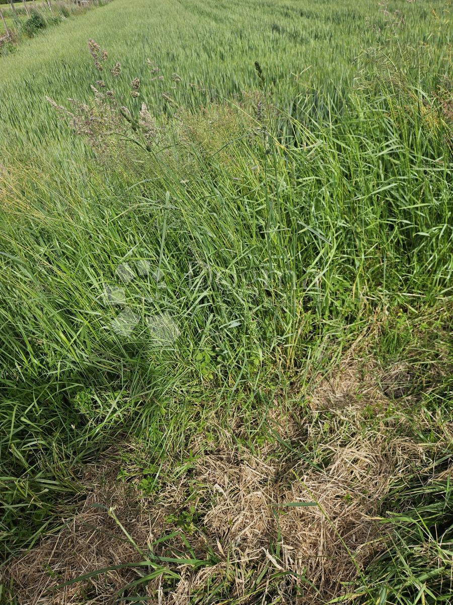 Terreno Biškupec, Varaždin, 5.589m2