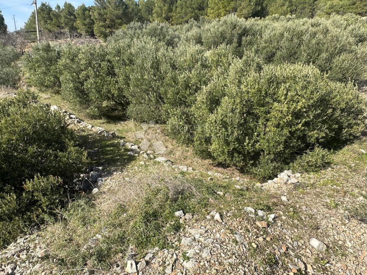 Terreno Zavala, Jelsa, 2.078m2