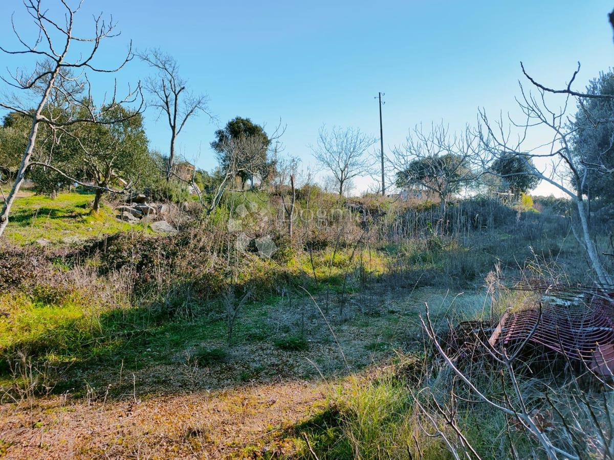 Terreno agricolo vicino al mare