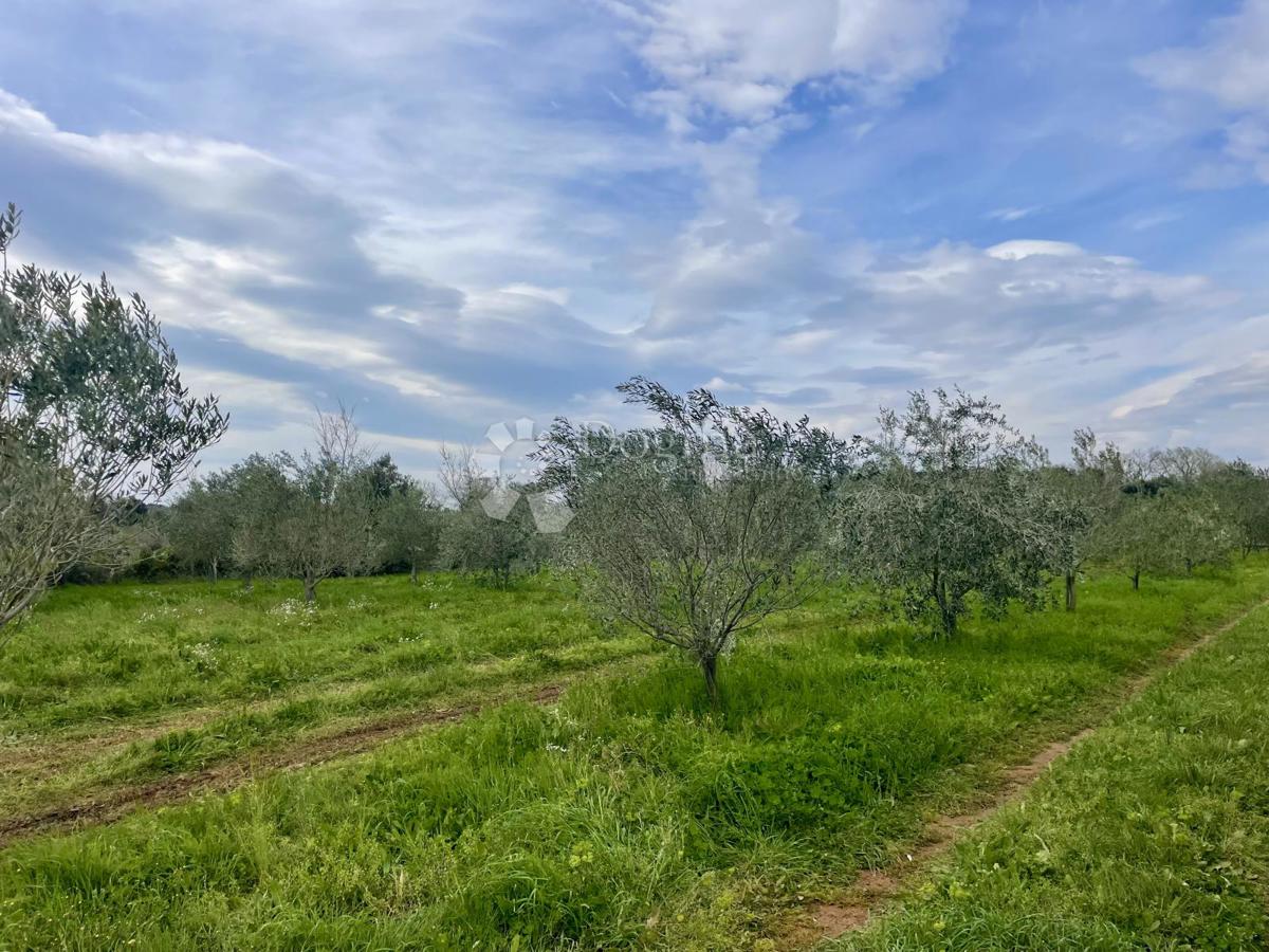 Terreno agricolo Ližnjan, 4.624m2