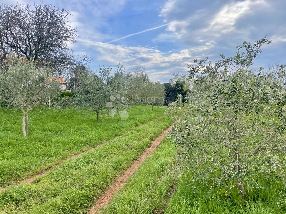 Terreno agricolo Ližnjan, 4.624m2
