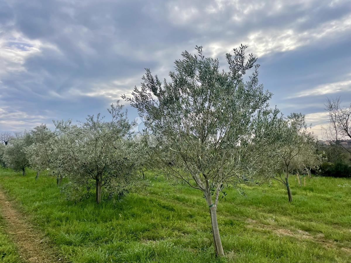 Terreno agricolo Ližnjan, 4.624m2