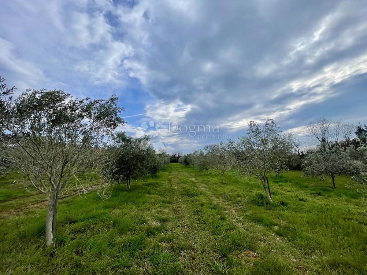 Terreno agricolo Ližnjan, 4.624m2