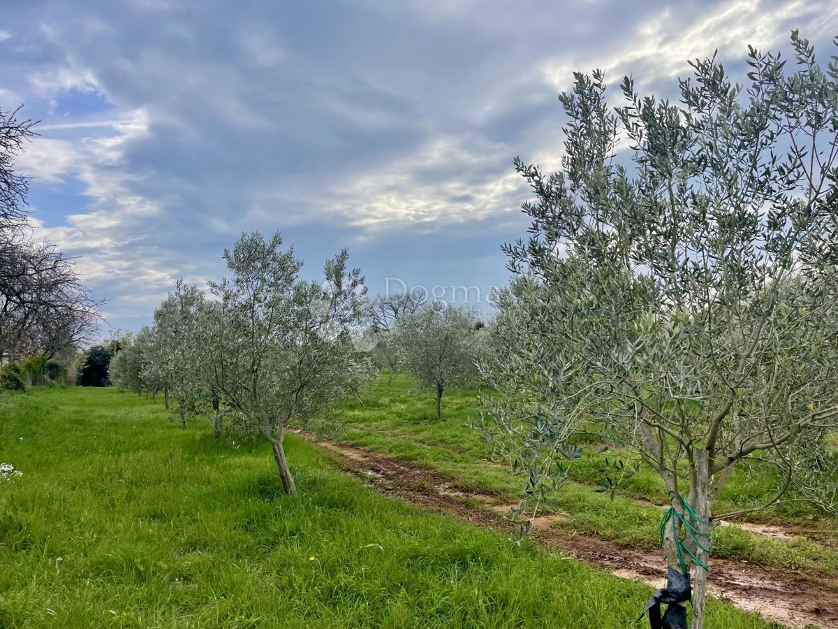 Terreno agricolo Ližnjan, 4.624m2