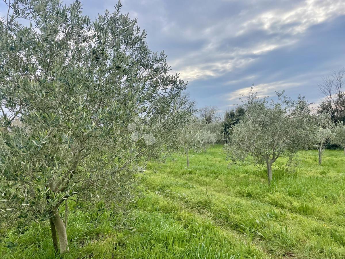 Terreno agricolo Ližnjan, 4.624m2