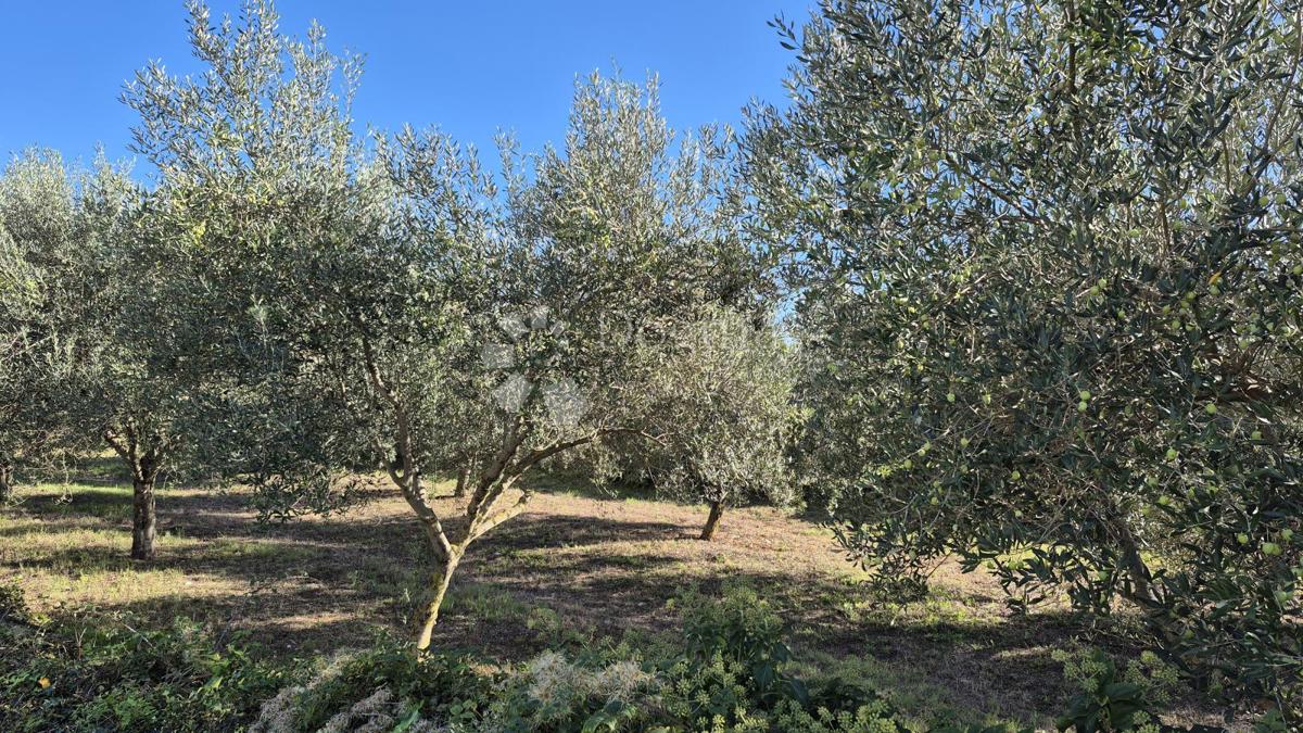 Terreno edificabile Peruški, Marčana, 493m2