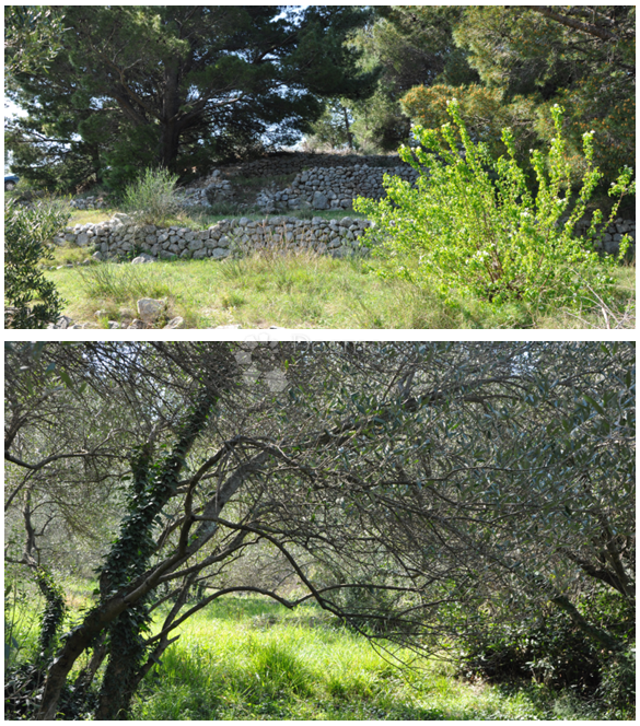 Terreno Edificabile Unico a Podgora — 6356 m² vicino al Mare e alla Natura Incontaminata