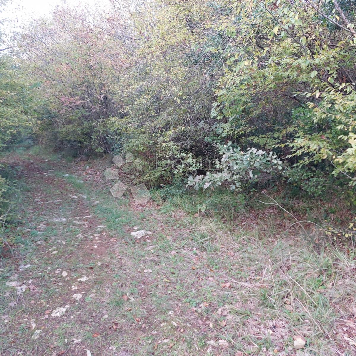 Terreno Kloštar, Sveti Lovreč, 9.500m2