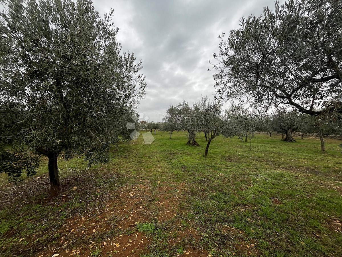 Terreno Peroj, Vodnjan, 5.431m2