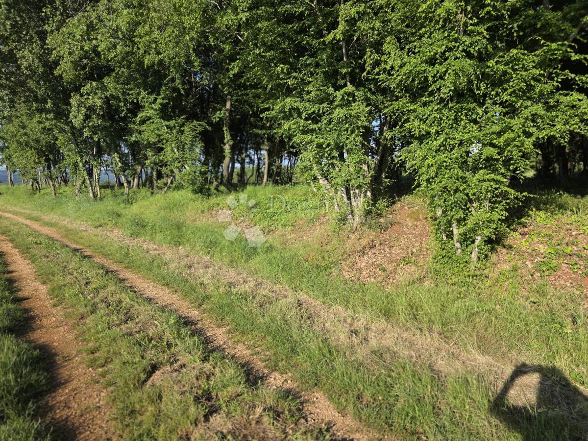Terreno agricolo Kaštelir, Kaštelir-Labinci, 32.620m2