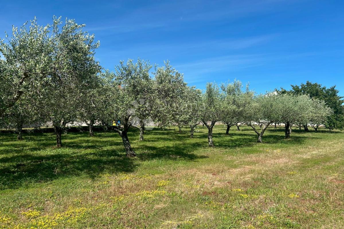 Terreno edificabile Sveti Lovreč, 980m2