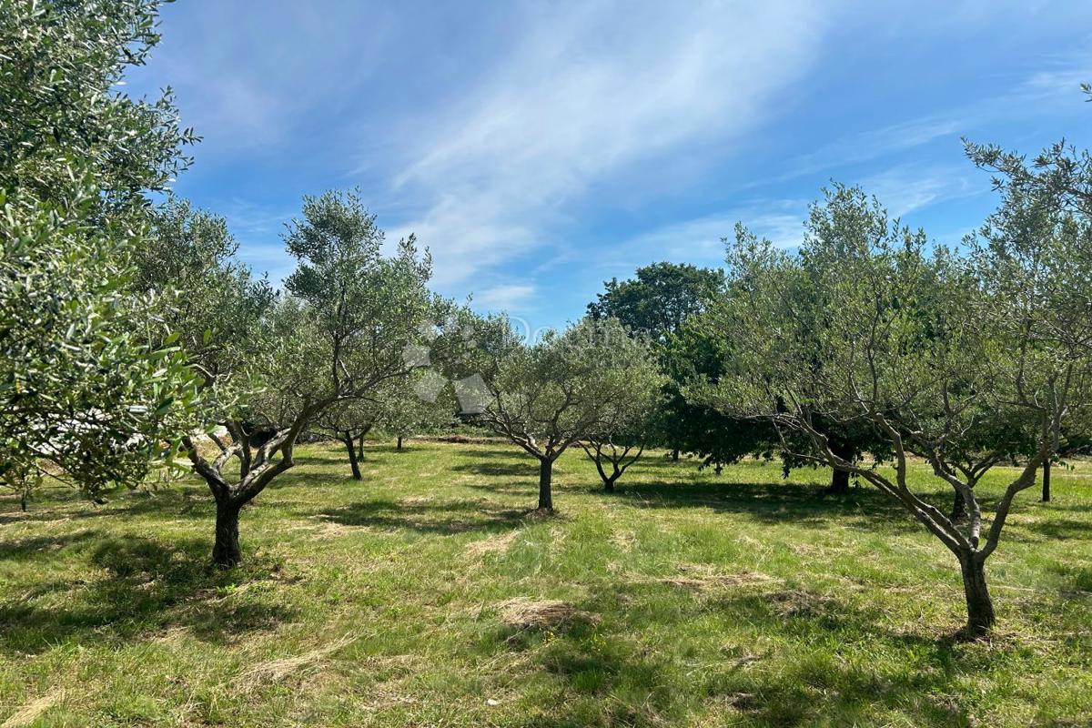 Terreno edificabile Sveti Lovreč, 980m2