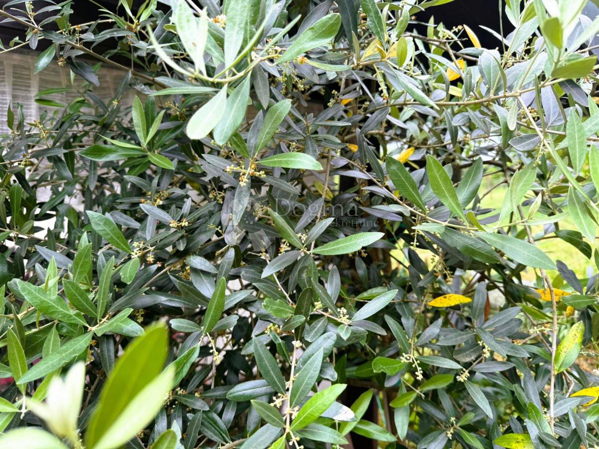 Casa Robadje, Štrigova, 13.279m2