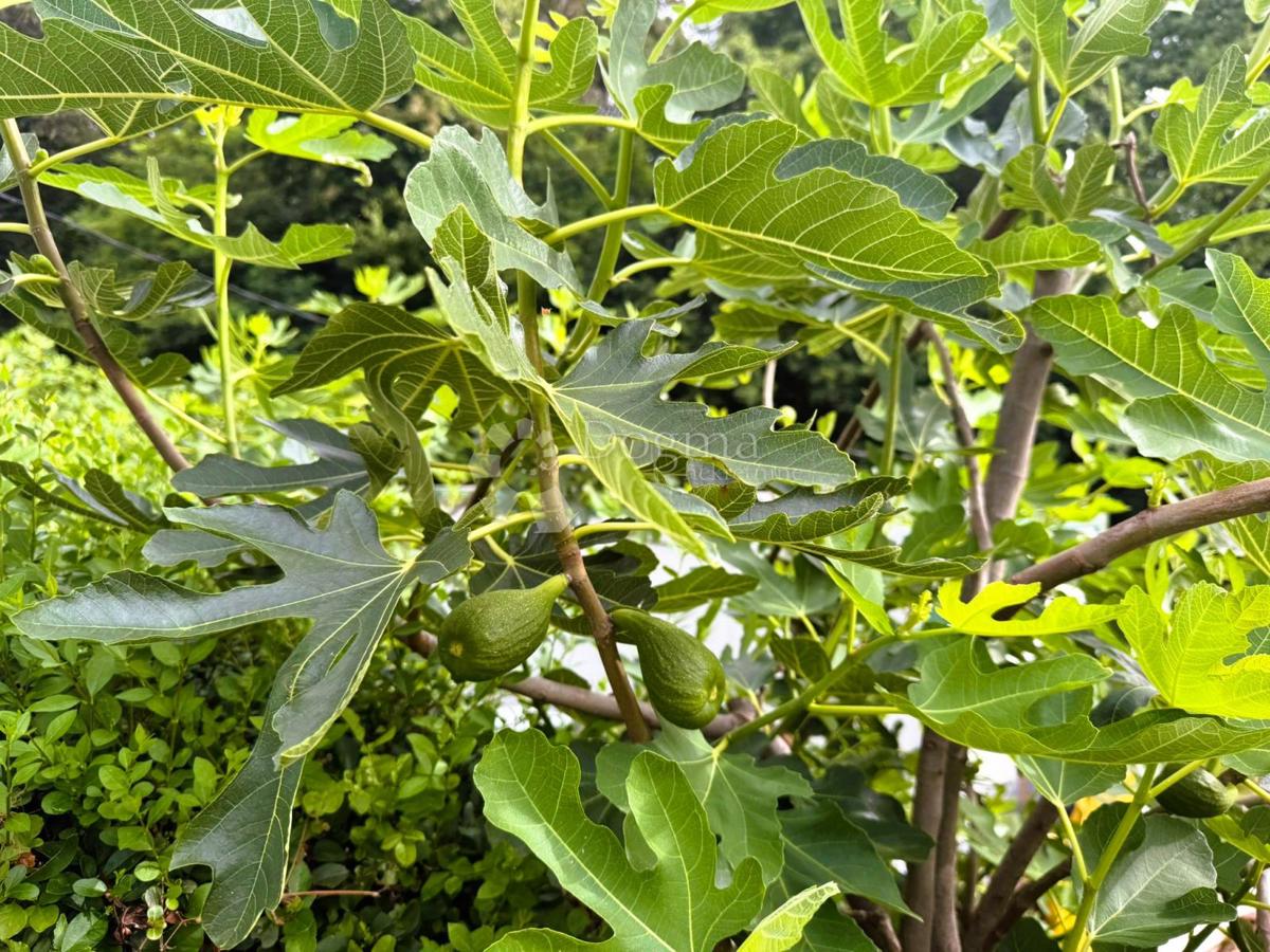 Casa Robadje, Štrigova, 13.279m2