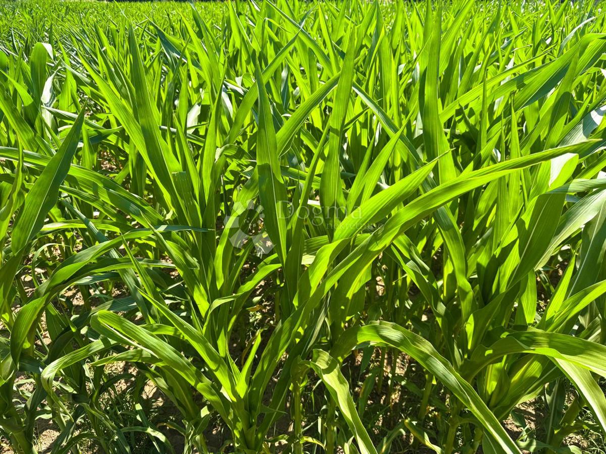 Terreno agricolo Biškupec, Varaždin, 2.938m2