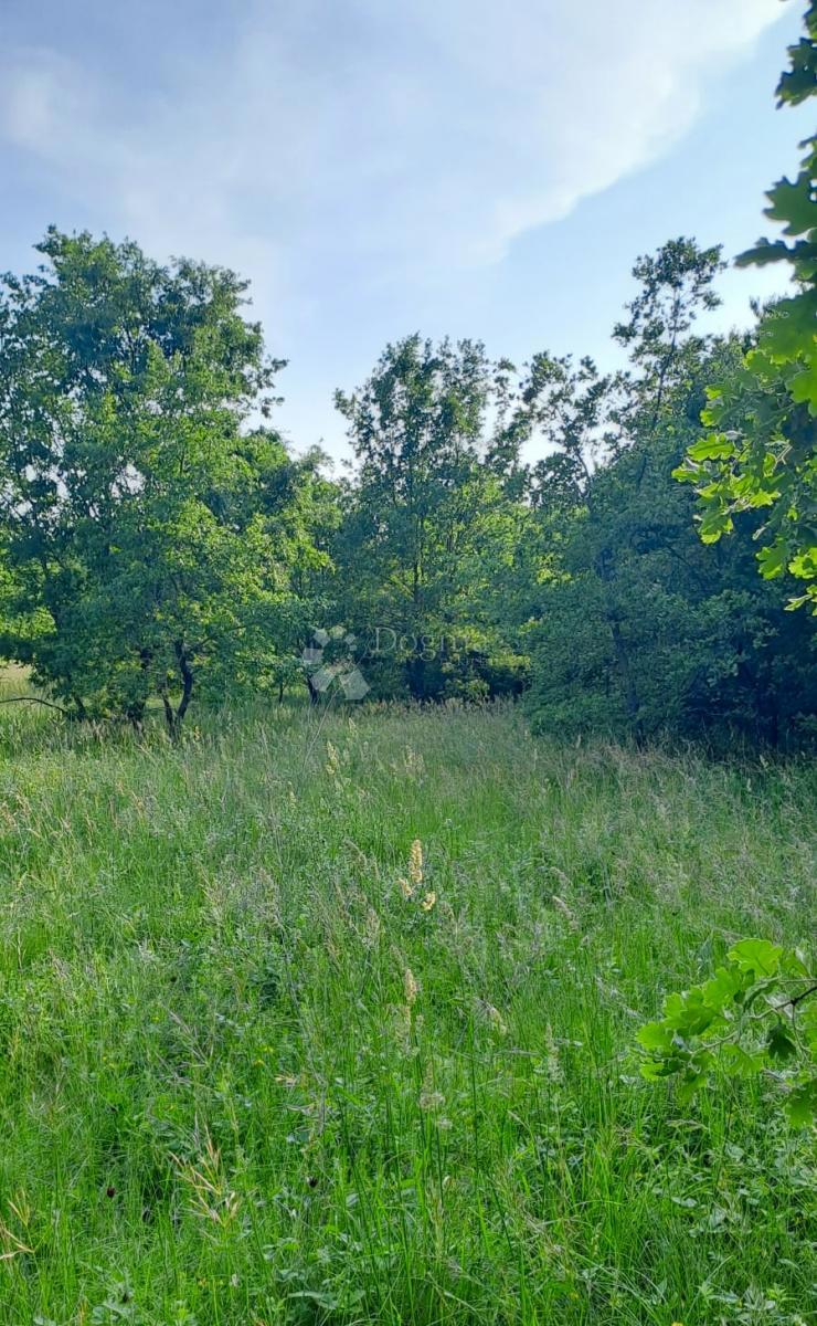 Terreno agricolo Žikovići, Višnjan, 6.118m2
